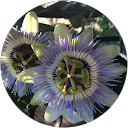 Suzan Cassidy profile picture